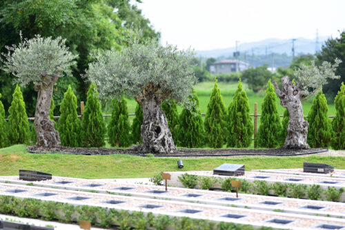 千年オリーブの森 大分東のシンボルツリー・オリーブの木と霊園