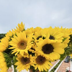 🌻本日は父の日🌻